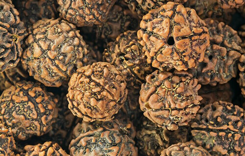 Rudraksha Seed