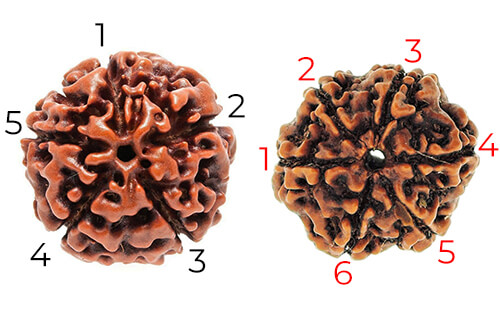 Rudraksha Mukhis - Caras