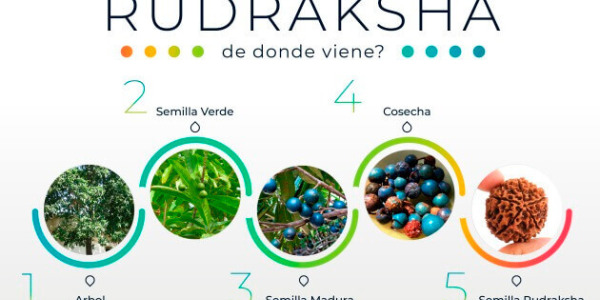 Graines de Rudraksha